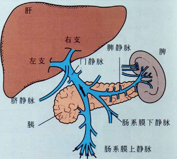 <b>80%的肝癌与病毒性肝炎有关！</b>