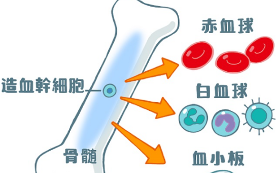 白血病药物泽布替尼的疗效和安