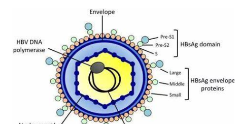 替诺福韦 抗病毒 恩替卡韦 乙肝 耐药性低
