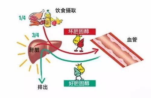 <b>高胆固醇的危害被低估了！心肌梗塞和中风的风险将终生累积。</b>药厂实拍