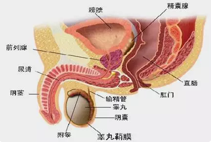 前列腺癌要早发现早治疗