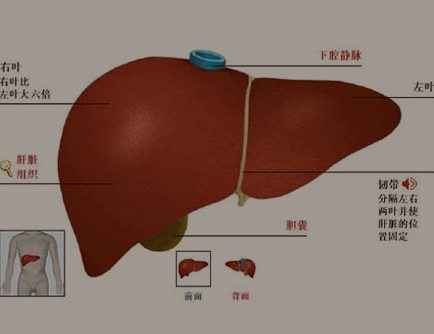 肝硬化患者常见的症状是无力性肌肉痉挛药厂实拍