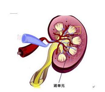 阿昔替尼可用于治疗转移性肾细