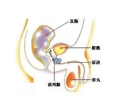 使用恩杂鲁胺治疗显着延迟了化学疗法的需求药厂实拍