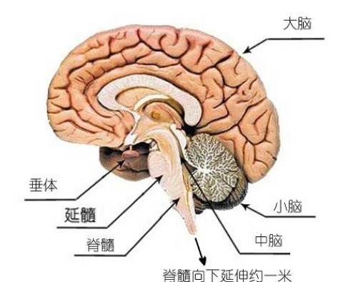 脊索瘤是什么病？有哪几种类型