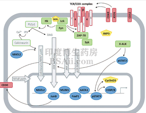 维布妥昔单抗安适利Adcetris Brentuximab vedotin CD30有哪些特