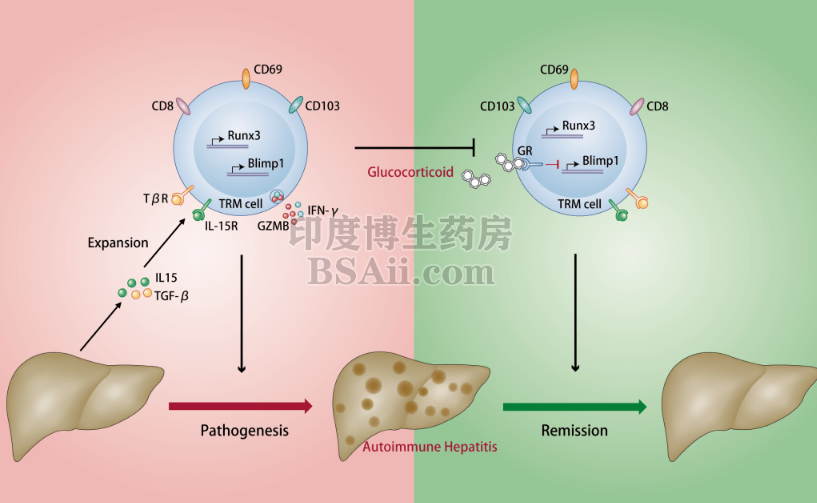 <b>治疗自身免疫性肝炎(AIH)的八款最新药物推荐</b>药厂实拍