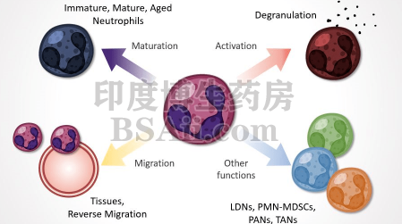 中性粒细胞功能与异常结果