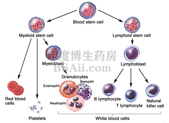 白细胞（WBC）的类型和功能