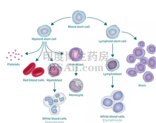 白血病和淋巴瘤之间的5个主要区别药厂实拍