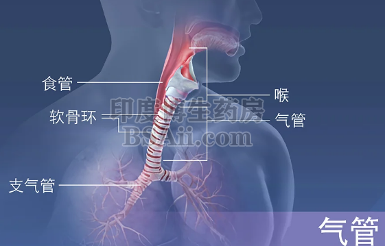 细支气管肺泡癌药厂实拍